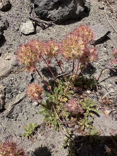 Acaena macrocephala (Acaena macrocephala)