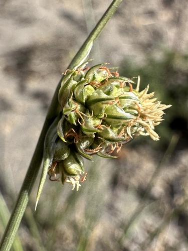 Carex andina (Carex andina)