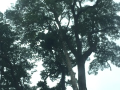 Artocarpus heterophyllus