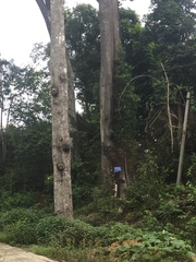 Artocarpus heterophyllus