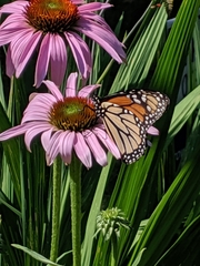 Danaus plexippus