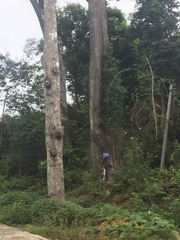 Artocarpus heterophyllus