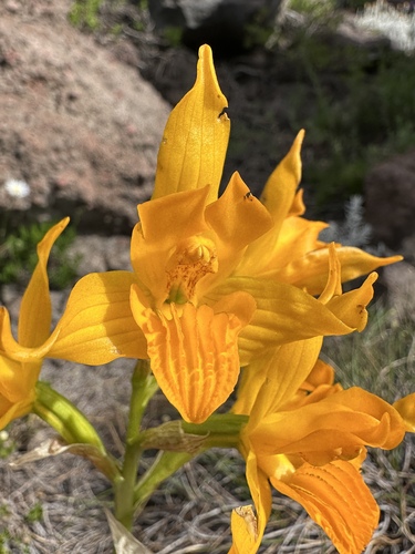 Image of Chloraea alpina by (c) Matt Berger, some rights reserved (CC BY)