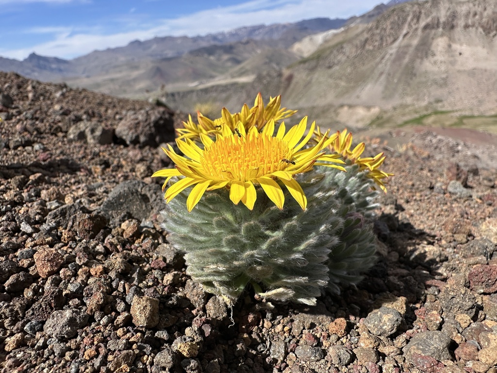 Chaetanthera villosa