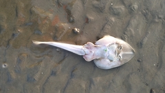 Glaucostegus obtusus