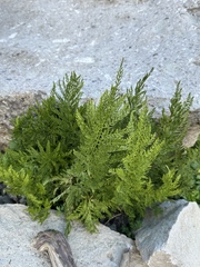 Cryptogramma fumariifolia
