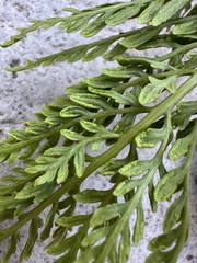 Cryptogramma fumariifolia, photograph (c) Matt Berger, some rights reserved (CC BY)