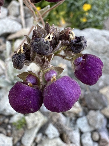Calceolaria arachnoidea (Calceolaria arachnoidea)