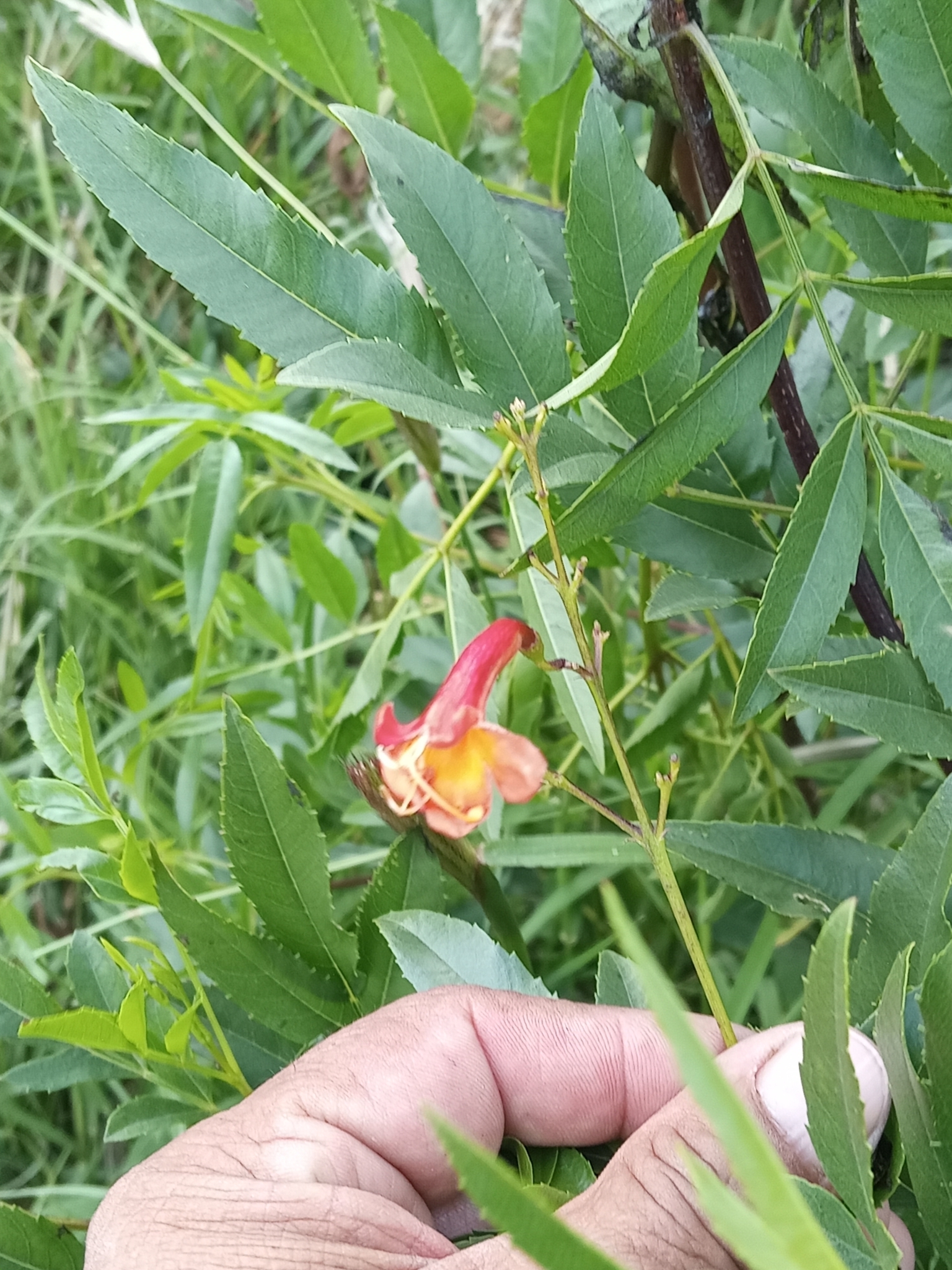 Imagem de Ipê-de-jardim