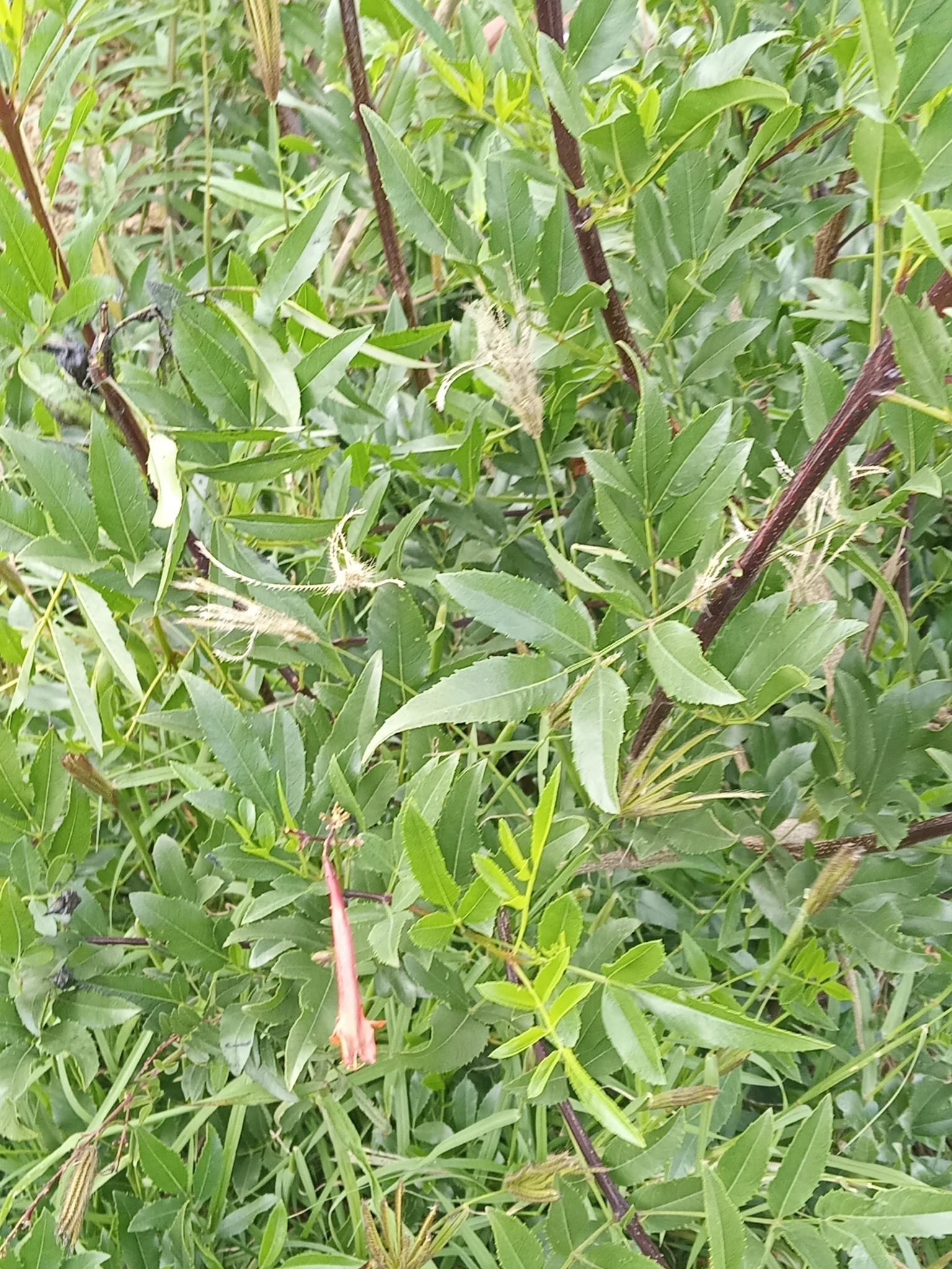 Imagem de Ipê-de-jardim