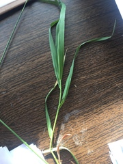 Pseudoroegneria spicata