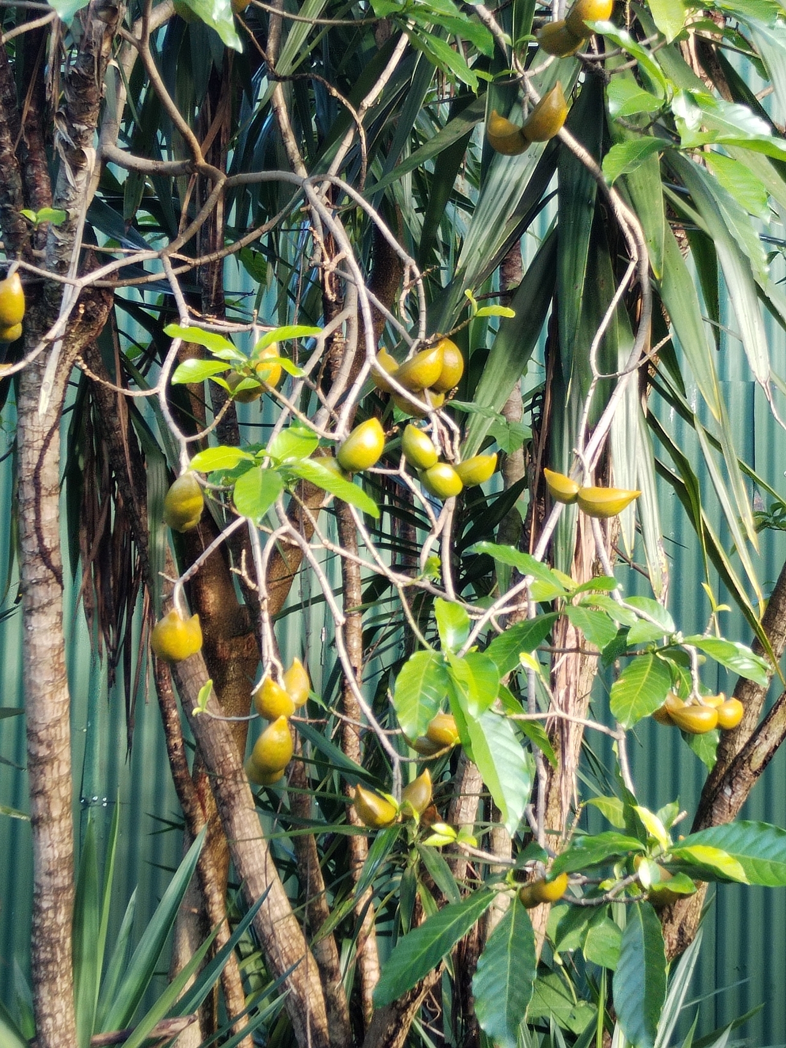 Imagem de Tabernaemontana litoralis