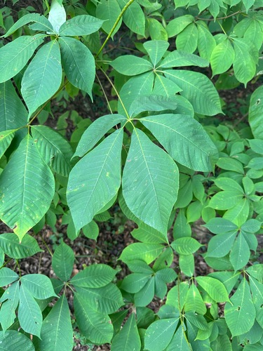 Aesculus parviflora