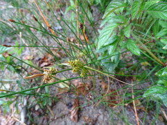 Carex viridula
