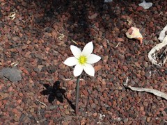 Zephyranthes sessilis