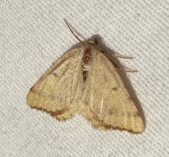 Macaria amboflava