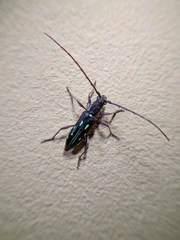 Ambonus distinctus