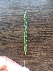 Pseudoroegneria spicata