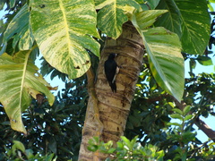 Melanerpes portoricensis