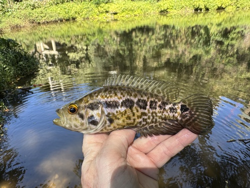 Parachromis managuensis, 2025-02-04