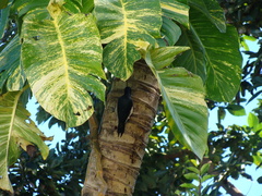 Melanerpes portoricensis