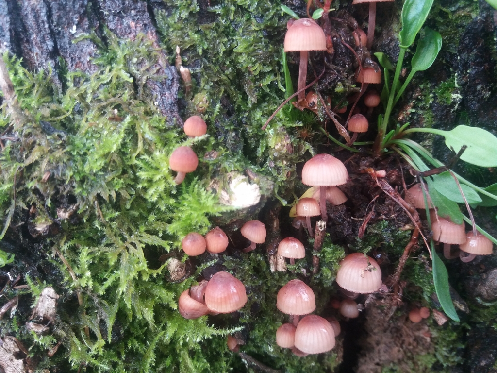 Mycena haematopus · May 2020 · photo: © cat_delmar (iNaturalist, CC)
