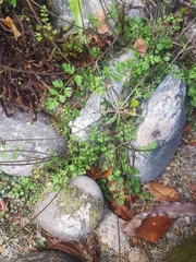 Chaerophyllum ramosum