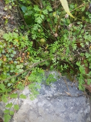 Chaerophyllum ramosum