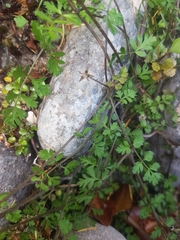 Chaerophyllum ramosum