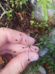 Chaerophyllum ramosum