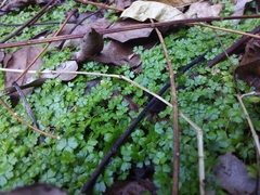 Hydrocotyle tripartita