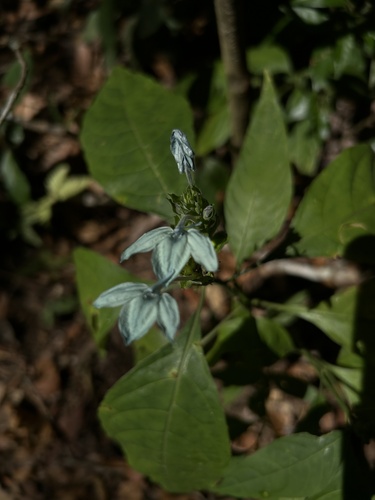 Green shrimp plant (Ecbolium viride)