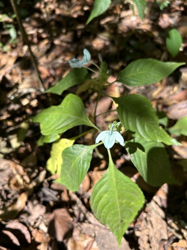 Ecbolium viride, photograph 2