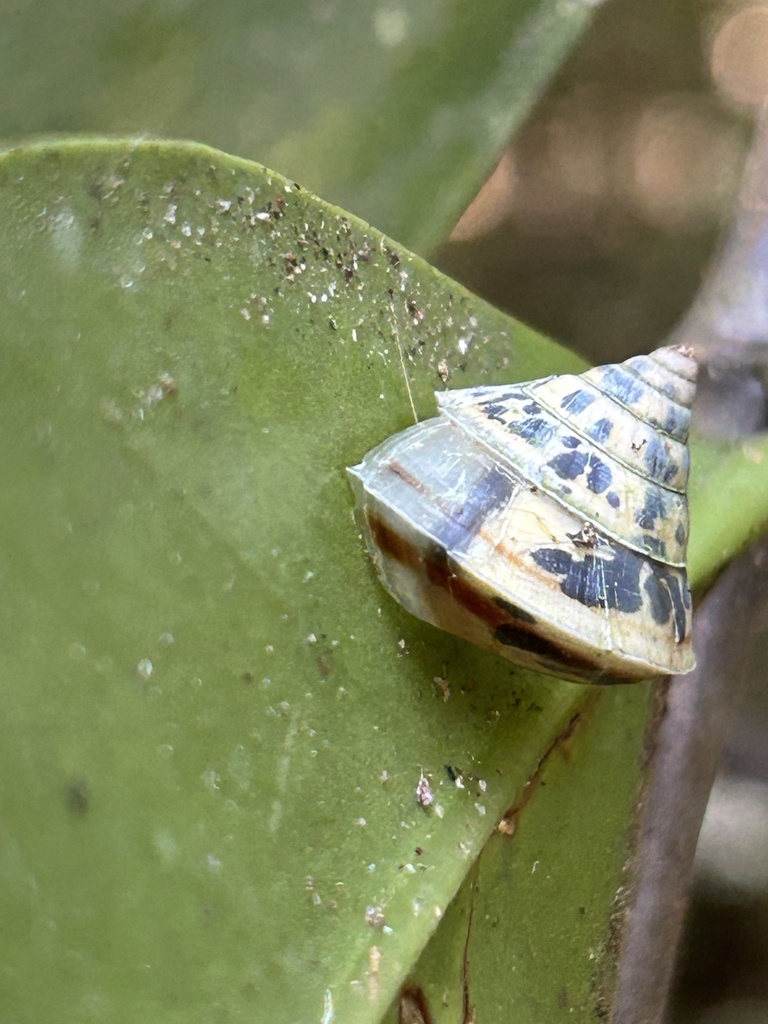 Euplecta oribates