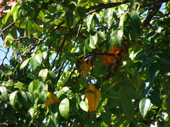 Spindalis portoricensis