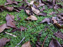 Hydrocotyle tripartita