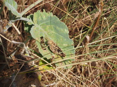 Calliptamus barbarus