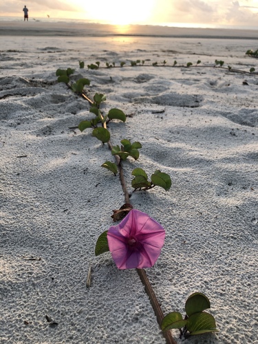 Beach Morning Glory