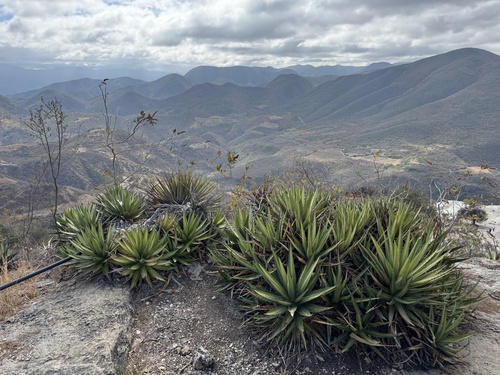 Agave convallis
