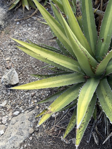 Agave convallis