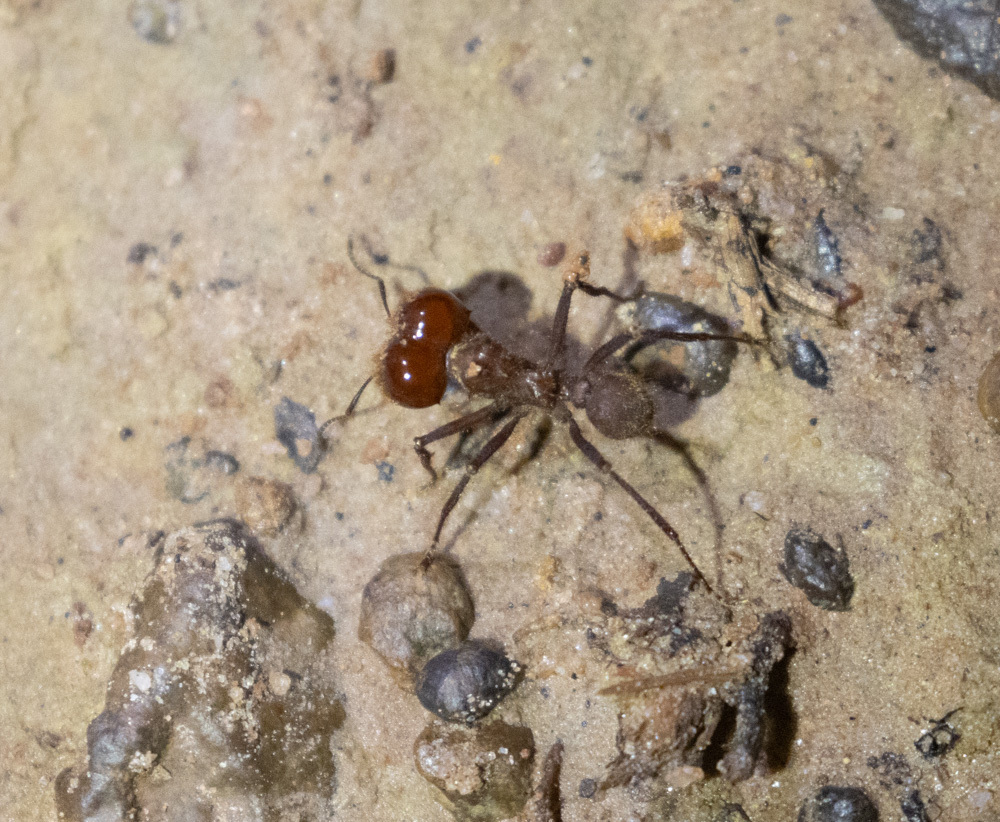 Leafcutter ant (Atta cephalotes)