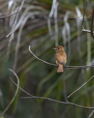 Rufous Casiornis photo 4