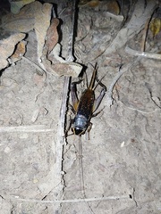 Teleogryllus occipitalis