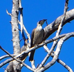 Philemon argenticeps