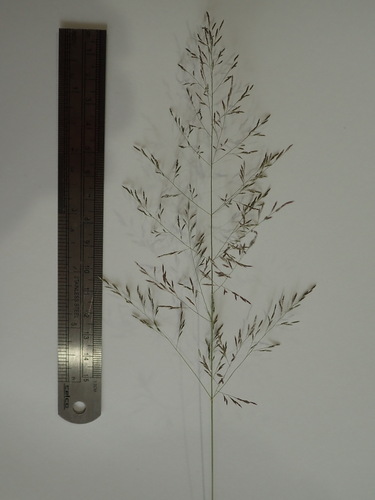Eragrostis cylindriflora