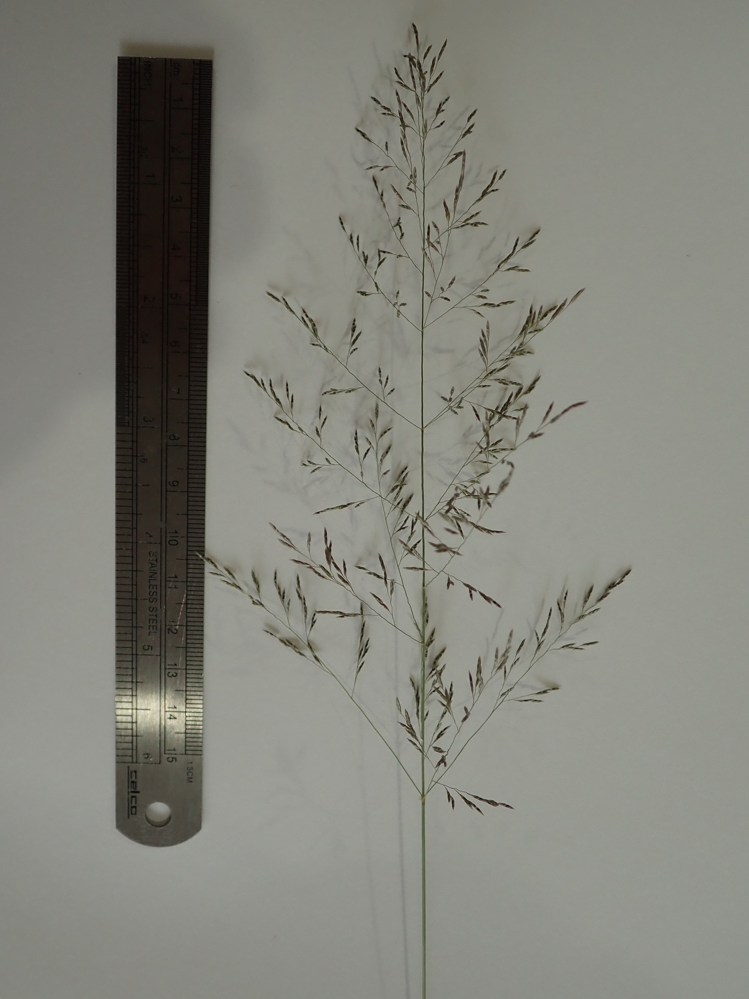 Eragrostis cylindriflora