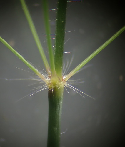 Image of Eragrostis cylindriflora by (c) Ruth Palsson, some rights reserved (CC BY-SA)