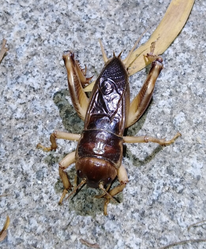 Tarbinskiellus portentosus
