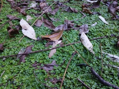 Hydrocotyle tripartita
