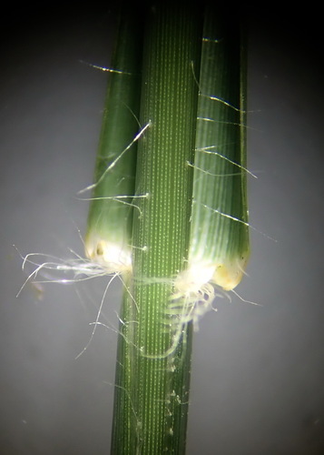 Image of Eragrostis cylindriflora by (c) Ruth Palsson, some rights reserved (CC BY-SA)
